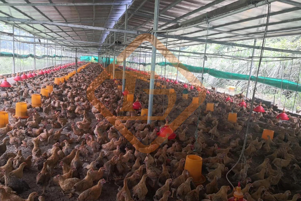 成套雞糞有機肥設備價格費用是多少錢