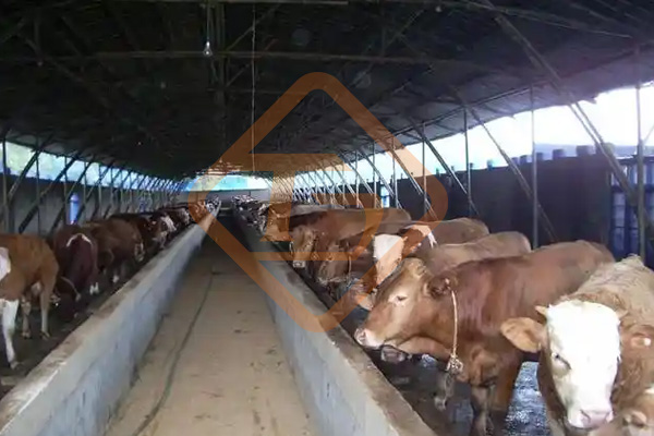 養(yǎng)牛場(chǎng)牛糞如何處理?牛糞這樣處理，環(huán)保部門(mén)也鼓勵(lì)你養(yǎng)牛